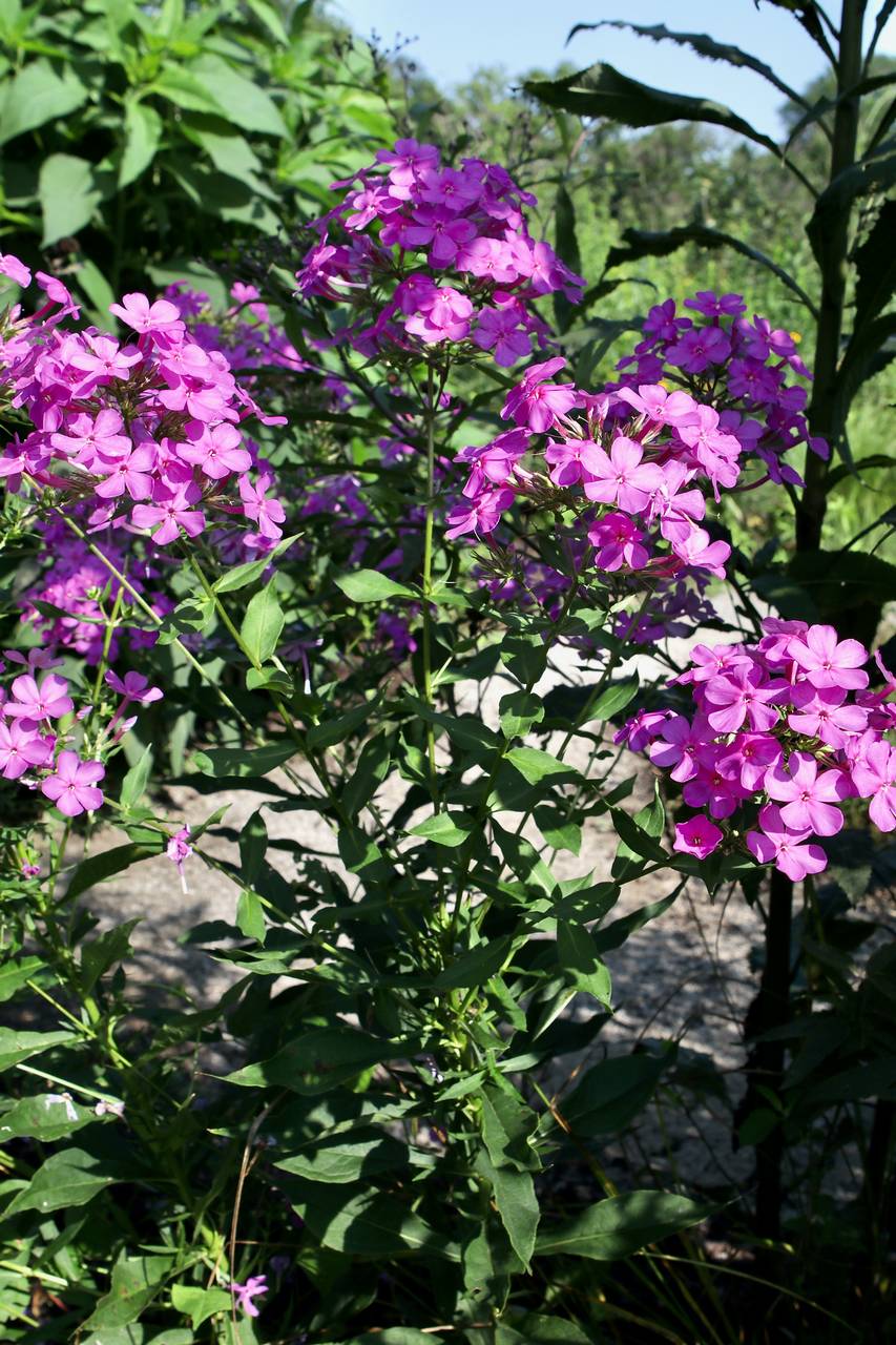 Photo of Garden Phlox